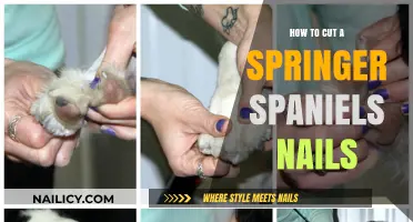 Trimming Your Springer Spaniel's Nails: A Step-by-Step Guide