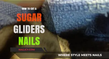 Trimming Sugar Glider Nails: A Step-by-Step Guide
