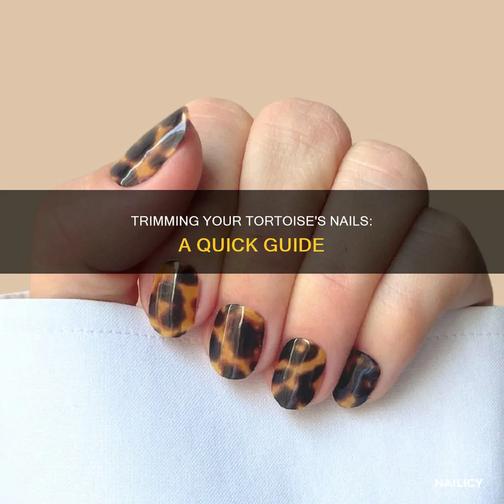 how to cut a tortise