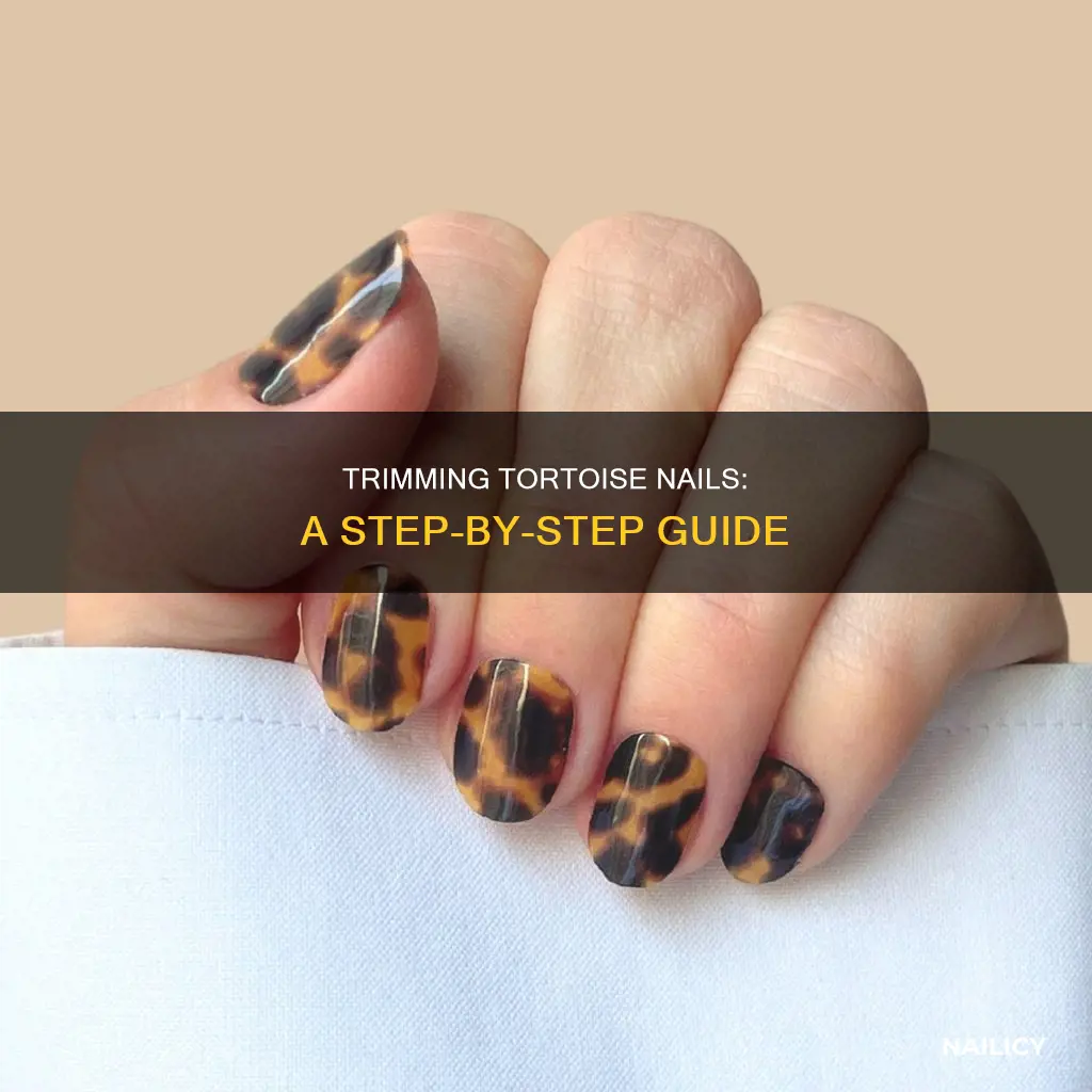 how to cut a tortoise nails