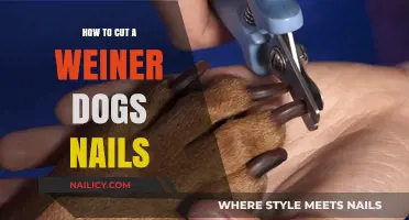 Trimming Your Dachshund's Nails: A Step-by-Step Guide