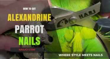 Trimming Your Alexandrine's Nails: A Step-by-Step Guide