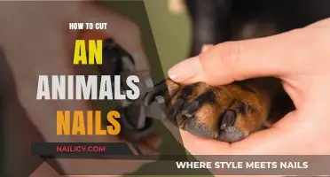 Trimming Pet Nails: A Simple Guide