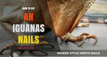 Trimming Iguana Nails: A Step-by-Step Guide