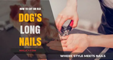 Trimming Your Senior Dog's Nails: A Step-by-Step Guide