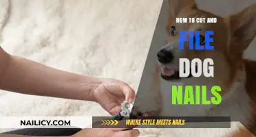 Trimming and Filing Your Dog's Nails: A Step-by-Step Guide