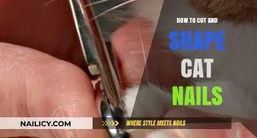 Trimming Cat Nails: A Step-by-Step Guide