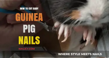 Trimming Your Baby Guinea Pig's Nails: A Step-by-Step Guide