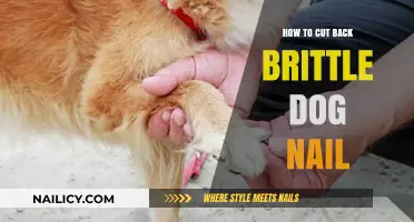 Trimming Your Dog's Brittle Nails Safely