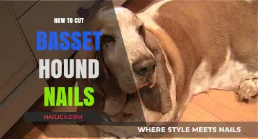 Trimming Your Basset Hound's Nails: A Step-by-Step Guide