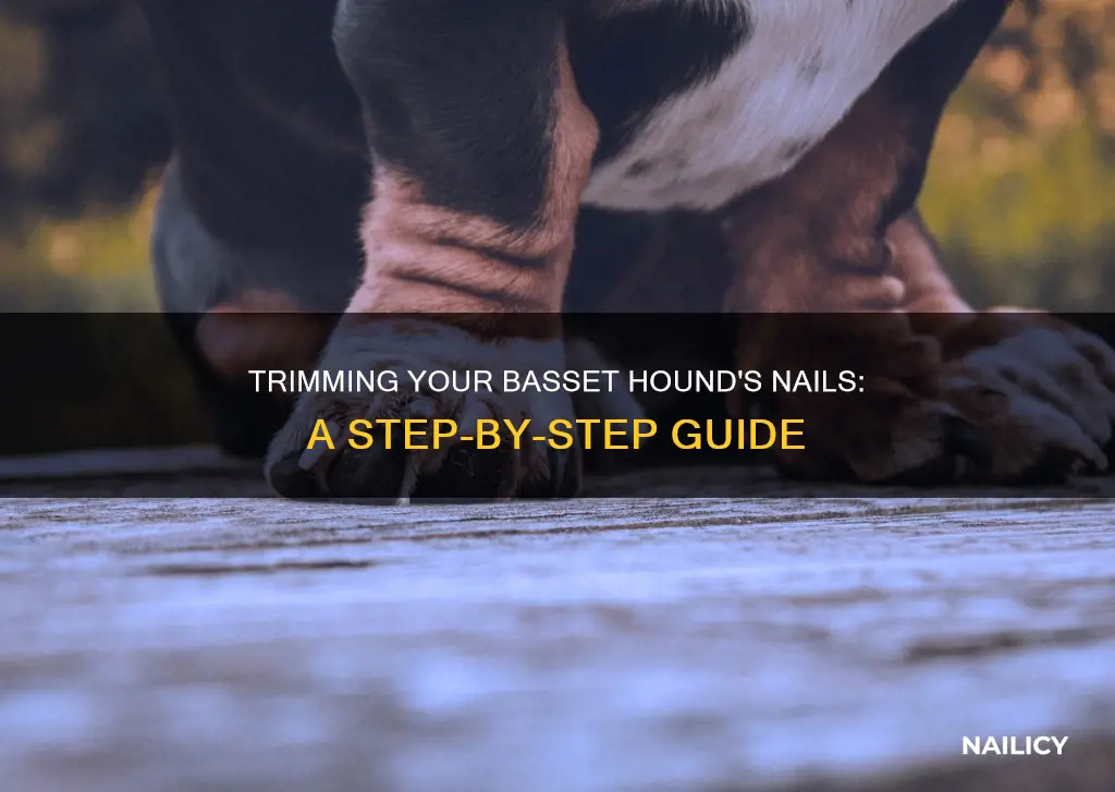 how to cut basset hound nails