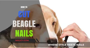 Trimming Your Beagle's Nails: A Step-by-Step Guide