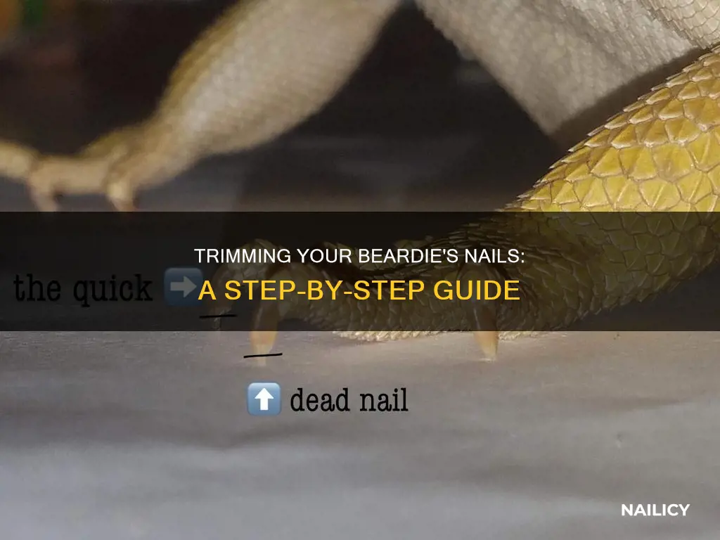 how to cut beardies nails
