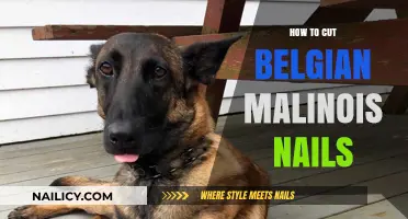Trimming Nails: A Guide for Belgian Malinois