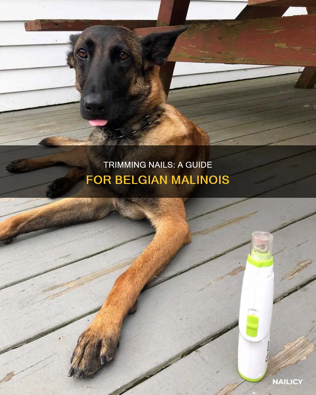 how to cut belgian malinois nails