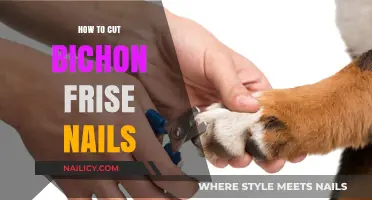 Trimming Nails: Bichon Frise Style