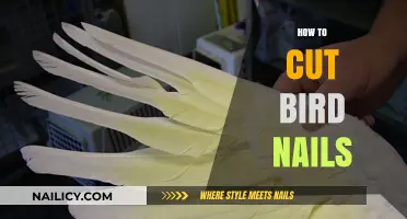 Trimming Bird Nails: A Step-by-Step Guide
