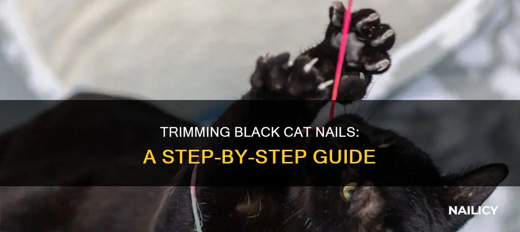 how to cut black cat nails