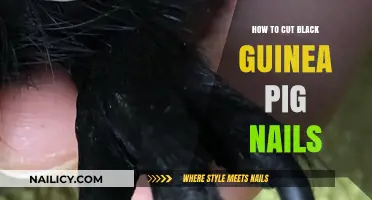 Trimming Black Guinea Pig Nails: A Step-by-Step Guide