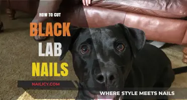Trimming Your Black Lab's Nails: A Step-by-Step Guide