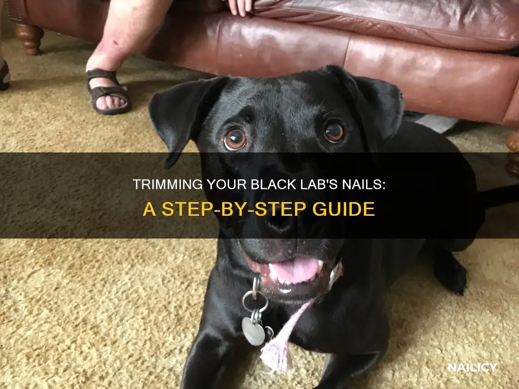 how to cut black lab nails