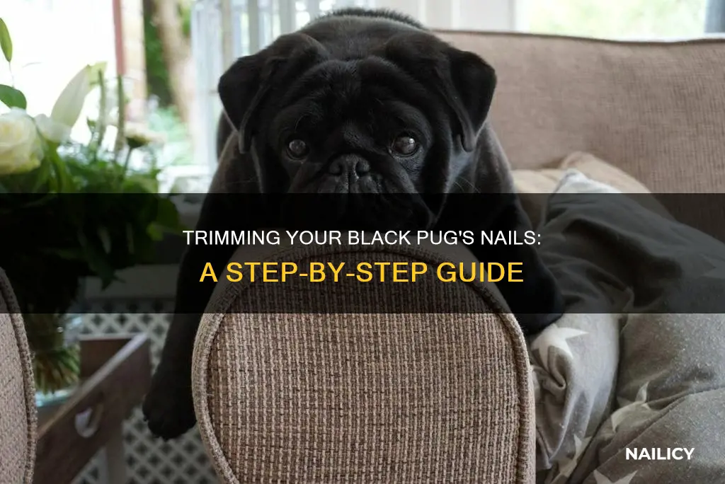 how to cut black pug nails