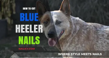 Trimming Blue Heeler Nails: A Step-by-Step Guide