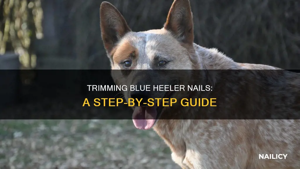 how to cut blue heeler nails