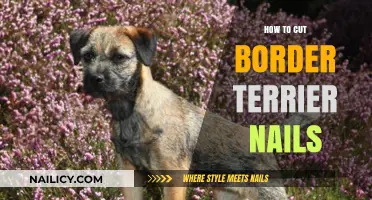 Trimming Your Border Terrier's Nails: A Step-by-Step Guide