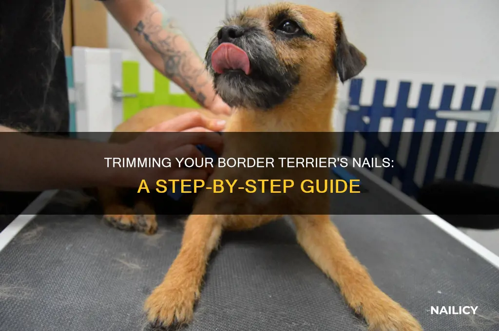 how to cut border terrier nails