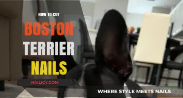 Trimming Your Boston Terrier's Nails: A Step-by-Step Guide