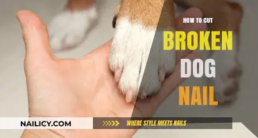 Trimming Your Dog's Broken Nail: A Step-by-Step Guide