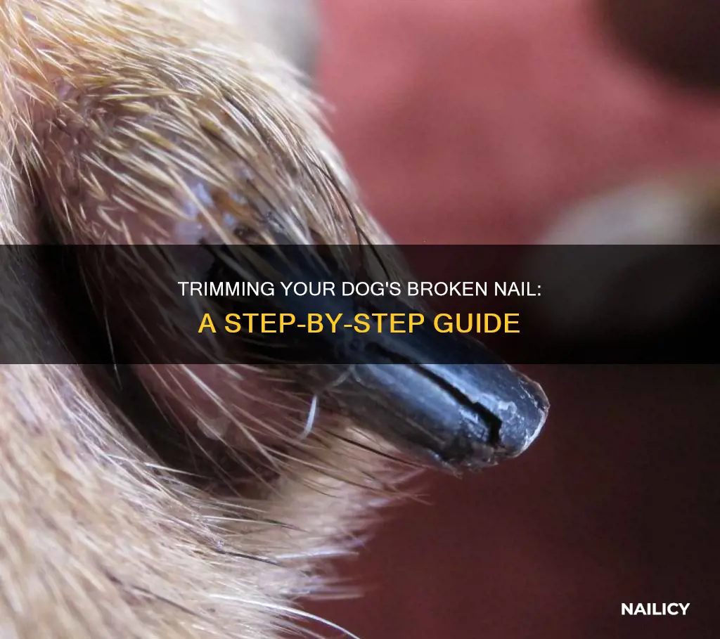 how to cut broken dog nail
