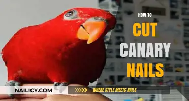Trimming Canary Nails: A Step-by-Step Guide