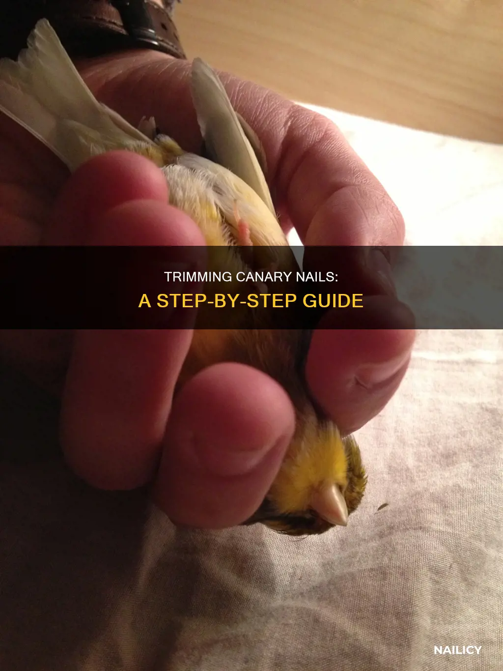 how to cut canary nails