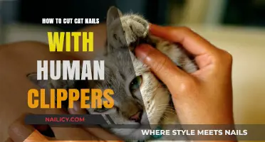 Human Clippers for Cat Nails: Safe and Easy