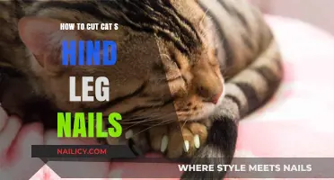 Trimming Your Cat's Nails: A Step-by-Step Guide
