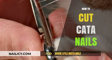 Trimming Cat Claws: A Step-by-Step Guide