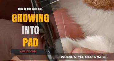 Trimming Cat Nails: A Guide to Painless Paw Care