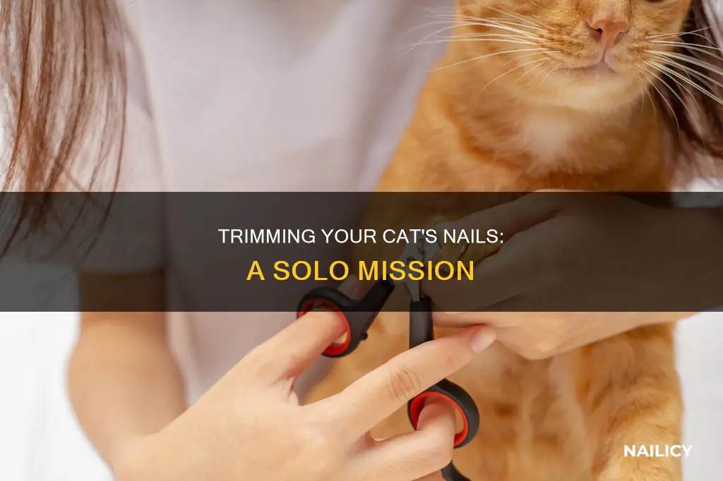 how to cut cat