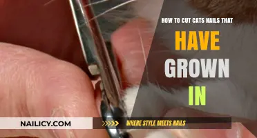 Trimming Cat Claws: How to Cut Ingrown Nails Safely