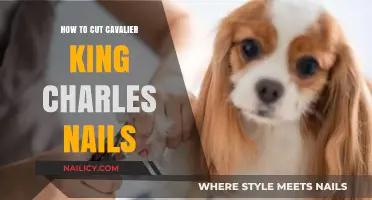 Trimming Your Cavalier's Nails: A Step-by-Step Guide