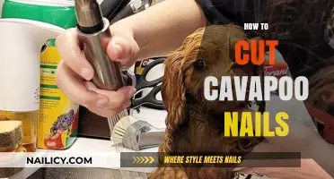 Trimming Your Cavapoo's Nails: A Step-by-Step Guide