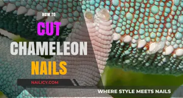 Trimming Chameleon Nails: A Step-by-Step Guide