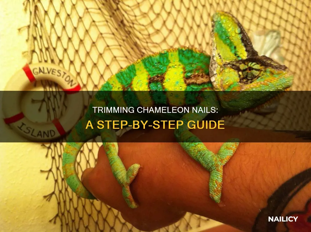 how to cut chameleon nails