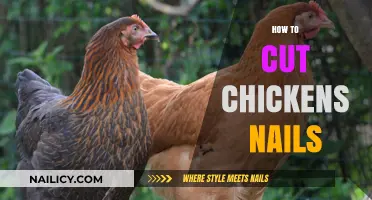 Trimming Chickens' Nails: A Step-by-Step Guide