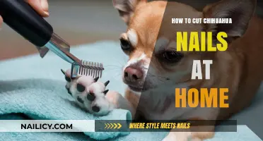 Trimming Your Chihuahua's Nails: A Simple Guide