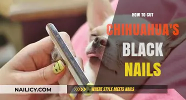Trimming Black Nails: A Guide for Chihuahua Owners