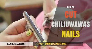 Trimming Your Chihuahua's Nails: A Step-by-Step Guide