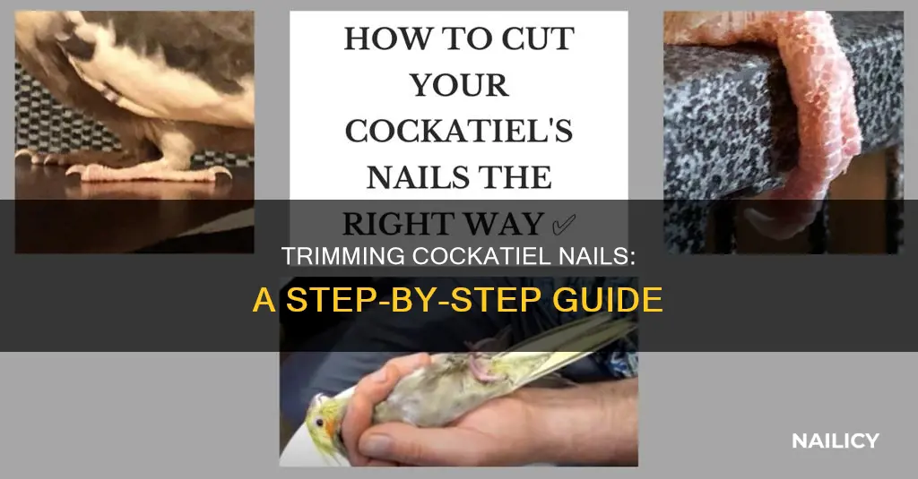 how to cut cockatiels nails